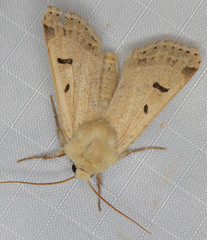 Dichagyris variabilis