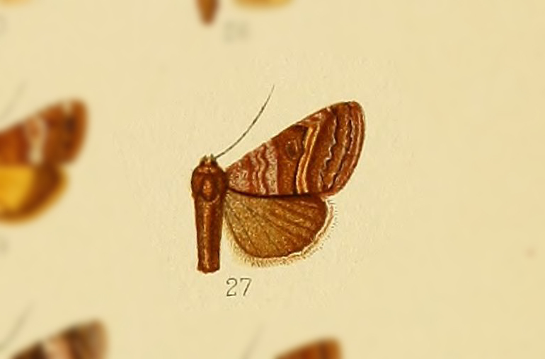 Pseudozarba excavata
