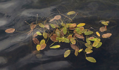 Potamogeton natans