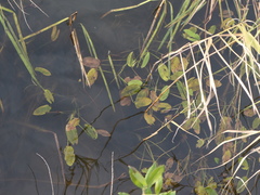 Potamogeton natans