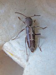 Xylotrechus sagittatus