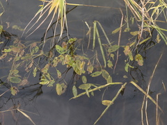 Potamogeton natans