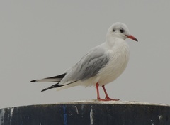 Chroicocephalus ridibundus
