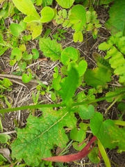 Senecio discodregeanus