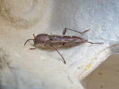 Xylotrechus sagittatus