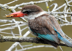 Gryllotalpa africana