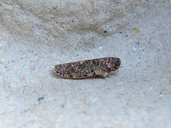 Synecdoche grisea
