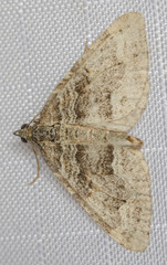 Perizoma custodiata