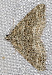 Perizoma custodiata