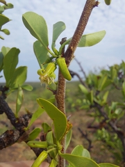 Ximenia caffra