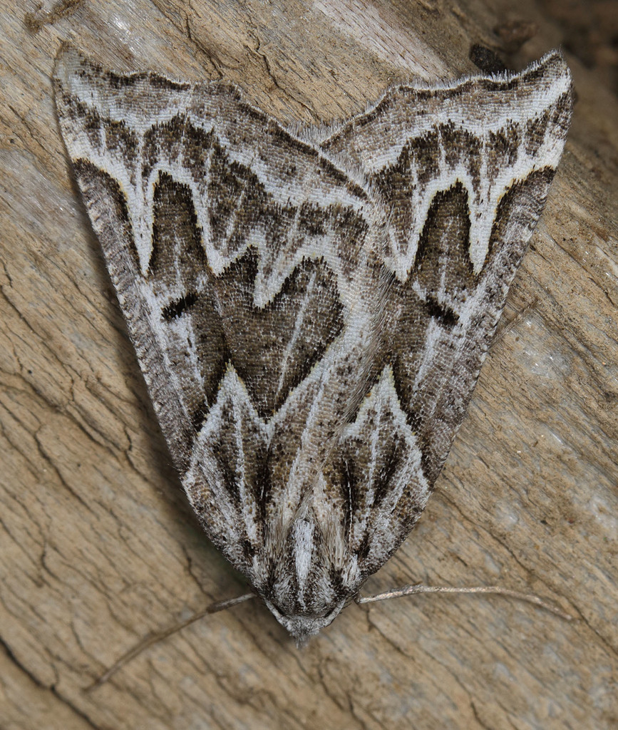 Plataea californiaria