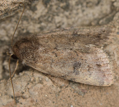 Protoperigea posticata