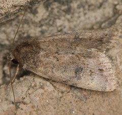 Protoperigea posticata