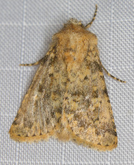 Pseudobryomima fallax