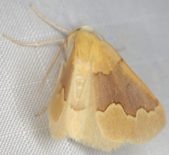 Sabulodes spoliata