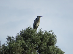 Ardea cinerea