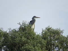 Ardea cinerea