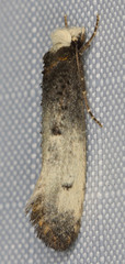 Tinea occidentella