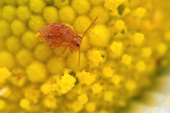 Sminthurus hispanicus