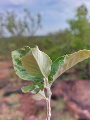 Brachylaena rotundata