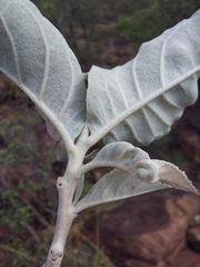 Brachylaena rotundata