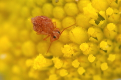 Sminthurus hispanicus