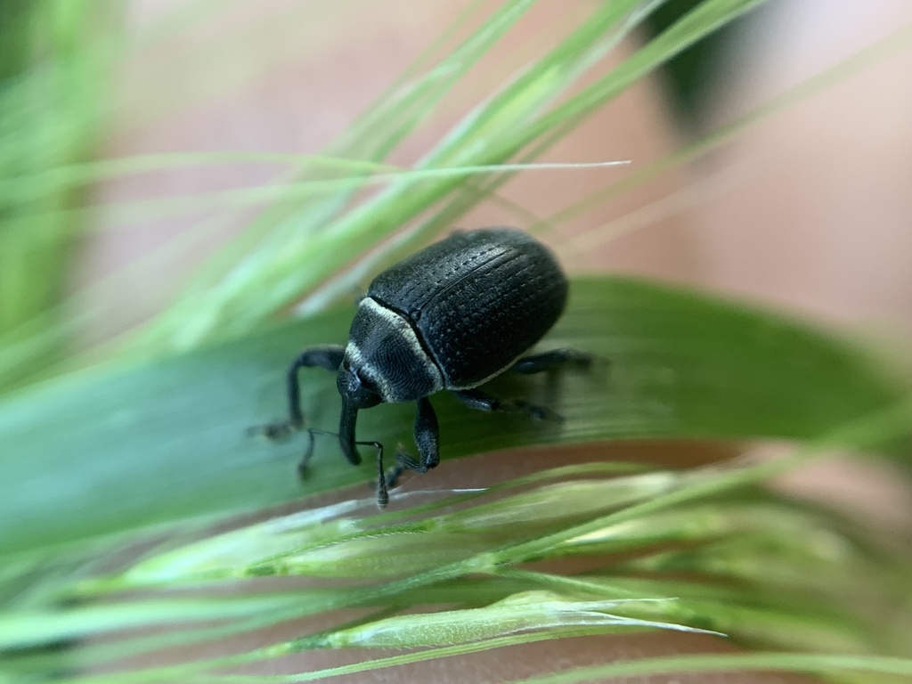 Sesbania Seed Weevil