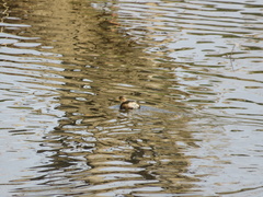 Tachybaptus ruficollis