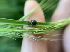 Rhyssomatus marginatus