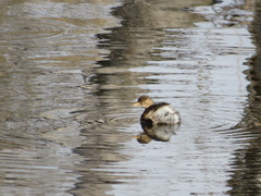 Tachybaptus ruficollis