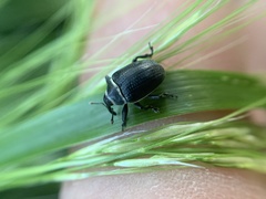 Rhyssomatus marginatus