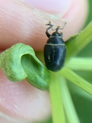 Rhyssomatus marginatus