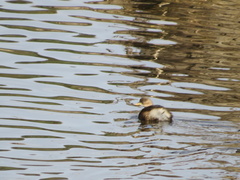 Tachybaptus ruficollis