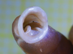 Carinigera lophauchena