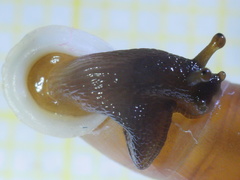 Carinigera lophauchena