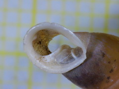 Carinigera lophauchena