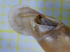 Carinigera lophauchena