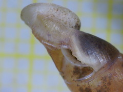 Carinigera lophauchena