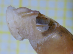 Carinigera lophauchena