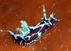 Trapania euryeia