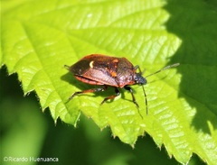 Parajalla sanguineosignata