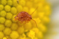 Sminthurus hispanicus