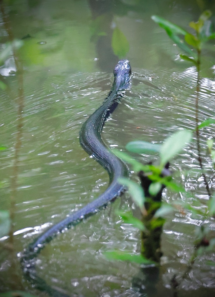 Equatorial Spitting Cobra from Pasir Ris Park, Pasir Ris, Singapore, SG ...