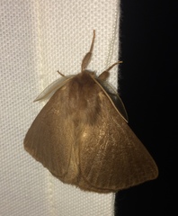 Phyllalia patens