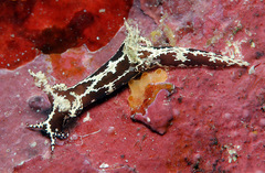 Trapania euryeia