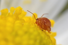 Sminthurus hispanicus