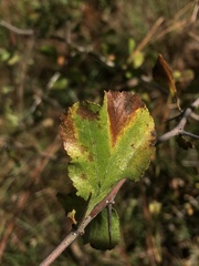 Crataegus lassa