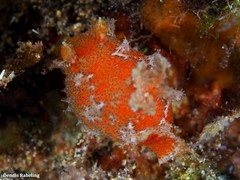 Plocamopherus maderae
