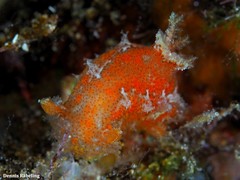 Plocamopherus maderae