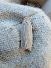 Gonioterma mistrella